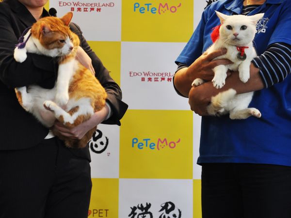 「猫忍」猫の日イベントオフィシャル写真3【左：金時、右：あなご】
