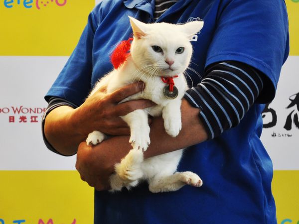 「猫忍」猫の日イベントオフィシャル写真4