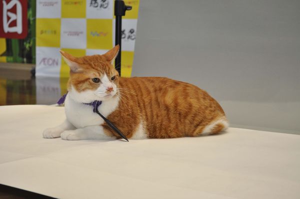 「猫忍」猫の日イベントオフィシャル写真8
