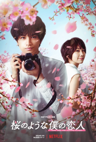 『桜のような僕の恋人』 キーアート