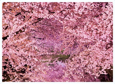 桜の森の満開の下s2