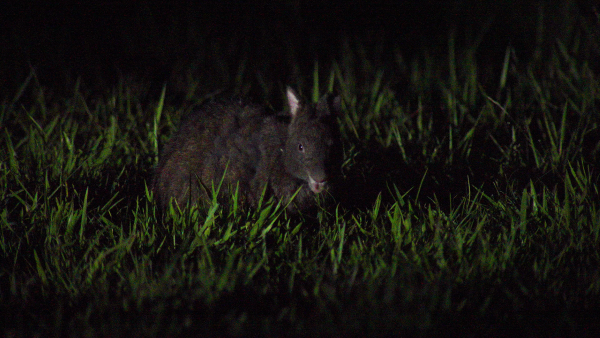 アマミノクロウサギ