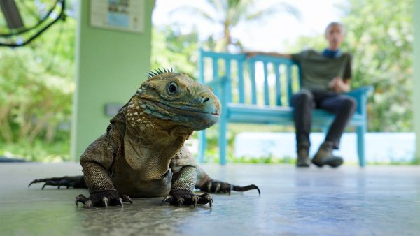 ★ブルーイグアナ【15匹ほどから大復活したイグアナ】_電子透かしあり