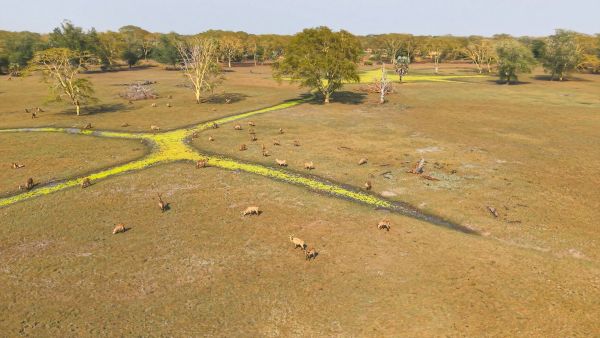★モザンビーク_ゴロンゴーザ国立公園_電子透かしあり
