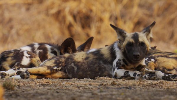 ★リカオン【内戦で全滅したリカオンが復活中のモザンビークの国立公園】_電子透かしあり