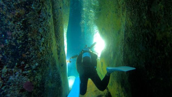 ★日本_アシカ探し【幻のニホンアシカを大捜索！】_電子透かしあり