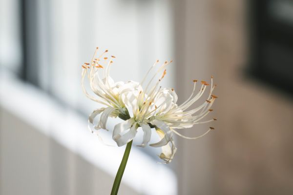 【12月22日(月)正午 解禁】映画『鬼の花嫁』場面写真-3